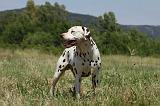 DALMATIEN 358